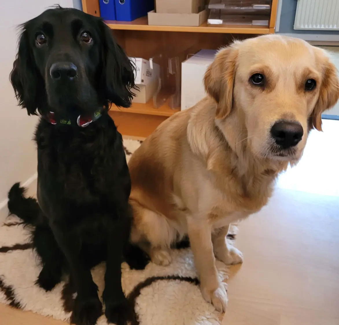 Unsere Bürohunde im Tausendsassa-Büro